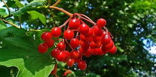 Attēlu rezultāti vaicājumam “Tussilago farfara fruit”