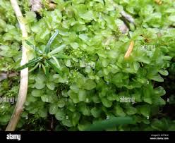 Attēlu rezultāti vaicājumam “Rhizomnium punctatum sporophyte”