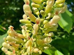 Attēlu rezultāti vaicājumam “Aesculus flava”