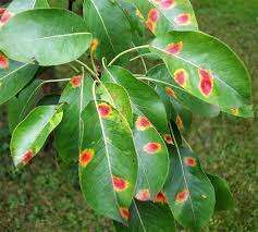 Attēlu rezultāti vaicājumam “Gymnosporangium sabinae”