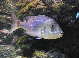 Image result for Dentex dentex