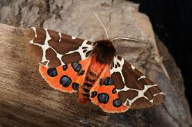 Attēlu rezultāti vaicājumam “Arctia caja”