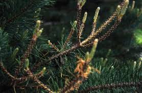 Attēlu rezultāti vaicājumam “Neodiprion sertifer”