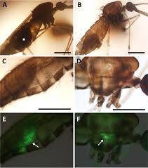 Attēlu rezultāti vaicājumam “Diachea muscorum plasmodium”