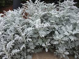 Image result for Cineraria maritima
