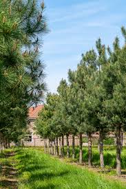 Attēlu rezultāti vaicājumam “Pinus sylvestris var. turfosa”