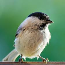 Attēlu rezultāti vaicājumam “Poecile palustris”