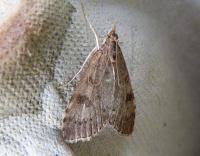 Attēlu rezultāti vaicājumam “Udea prunalis”