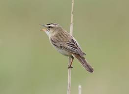 Attēlu rezultāti vaicājumam “Acrocephalus schoenobaenus”