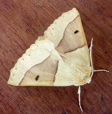 Attēlu rezultāti vaicājumam “Crocallis elinguaria”