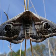 Attēlu rezultāti vaicājumam “Saturnia pavonia female”