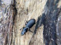 Attēlu rezultāti vaicājumam “Broscus cephalotes”