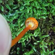Attēlu rezultāti vaicājumam “Hygrocybe cantharellus”