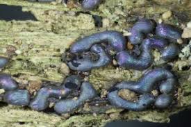 Attēlu rezultāti vaicājumam “Stemonitidaceae”