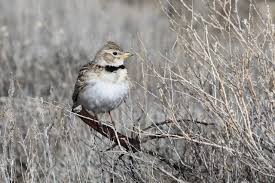 Image result for Melanocorypha calandra