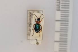 Attēlu rezultāti vaicājumam “Lebia chlorocephala”