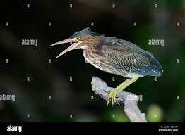 Image result for Butorides virescens