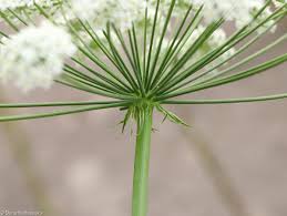 Attēlu rezultāti vaicājumam “Laserpitium latifolium bud”