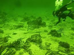 Image result for Maverick Divers