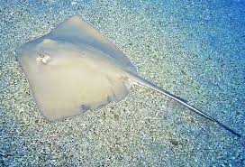 Image result for Hypanus longus