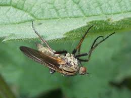 Attēlu rezultāti vaicājumam “Empididae”