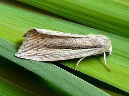 Attēlu rezultāti vaicājumam “Mythimna flammea”