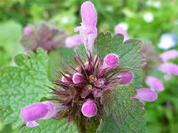 Attēlu rezultāti vaicājumam “Lamium purpureum flower”