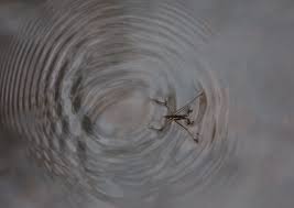 Attēlu rezultāti vaicājumam “Gerridae imago”