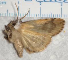 Attēlu rezultāti vaicājumam “Drepanidae”