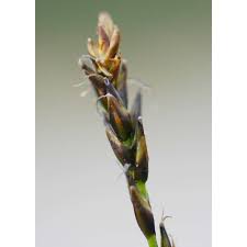 Attēlu rezultāti vaicājumam “Carex davalliana”