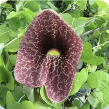 Attēlu rezultāti vaicājumam “Aristolochia durior flower”