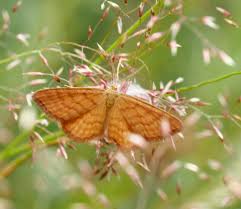 Attēlu rezultāti vaicājumam “Idaea serpentata”