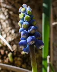 Attēlu rezultāti vaicājumam “Muscari botryoides”