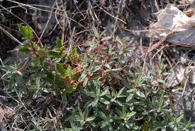 Attēlu rezultāti vaicājumam “Cuscuta epithymum subsp. trifolii”
