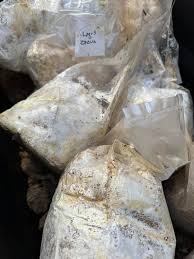 Attēlu rezultāti vaicājumam “Badhamiopsis scripta spores”