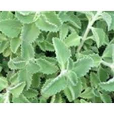 Attēlu rezultāti vaicājumam “Thymus vulgaris leaf”