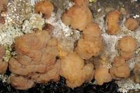 Attēlu rezultāti vaicājumam “Exidia cartilaginea”