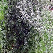 Image result for Artemisia absinthium