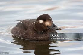 Attēlu rezultāti vaicājumam “Melanitta fusca male”