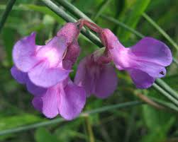 Attēlu rezultāti vaicājumam “Polymerus palustris”
