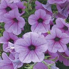 Image result for Petunia hybrida
