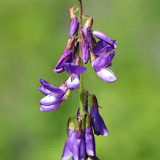 Attēlu rezultāti vaicājumam “Galega orientalis fruit”