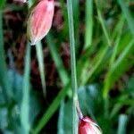 Attēlu rezultāti vaicājumam “Melica nutans flower”