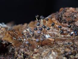 Attēlu rezultāti vaicājumam “Physarum ovisporum spores”