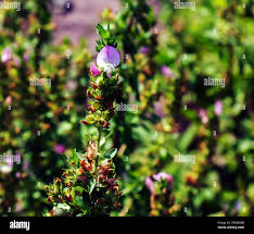 Attēlu rezultāti vaicājumam “Ononis arvensis flower”