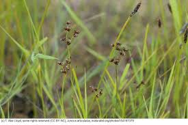 Attēlu rezultāti vaicājumam “Juncus articulatus”