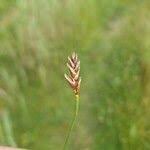 Attēlu rezultāti vaicājumam “Blysmus compressus”