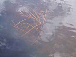 Attēlu rezultāti vaicājumam “Potamogeton compressus”