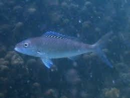 Image result for Aprion virescens