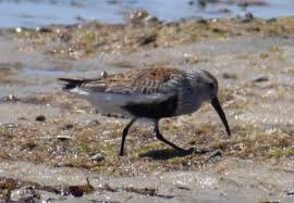 Attēlu rezultāti vaicājumam “Calidris alpina adult”